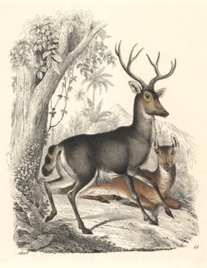 Bambi
